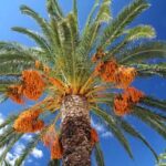 Dates | शक्तिवर्धक खजूर | Khajoor, 1 kg