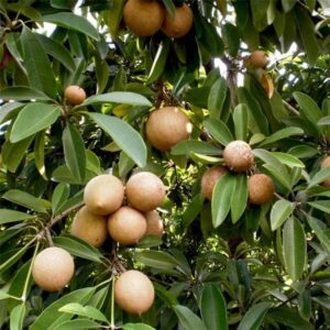 Sapodilla | उर्जावान चीकू | Cheeku, 1 kg